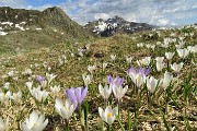 80 Estese fioriture di crocus con vista in Azzaredo e Cavallo